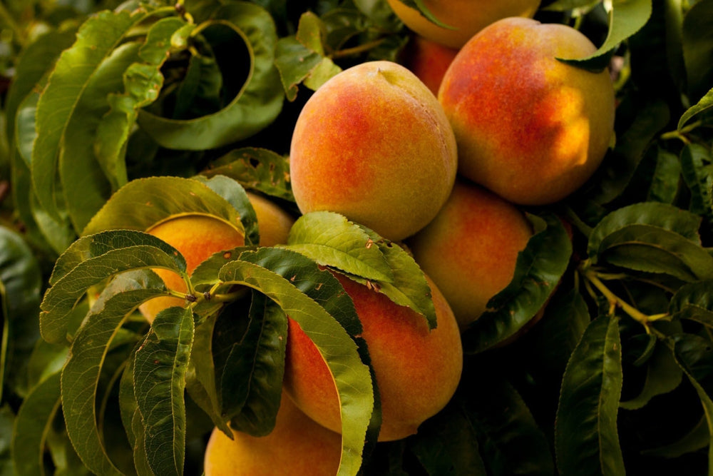 Hazelnut Stuffed Peaches