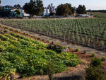 aerial view of an olive farm