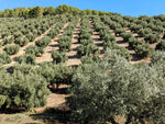 olive trees lined up in a field on a sunny day