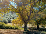 a large and peaceful tree in a field on a sunny day