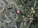 zoomed in shot of olives growing on an olive tree