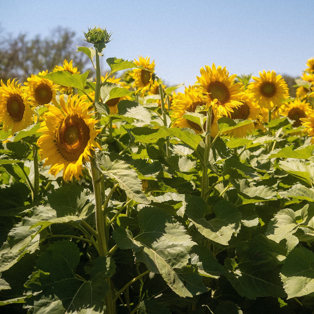 
                  
                    2022 Regenerative Sunflower Blooms -Meridien, CA
                  
                