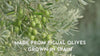 Organic Extra Virgin Olive Oil - Cooking Spray info