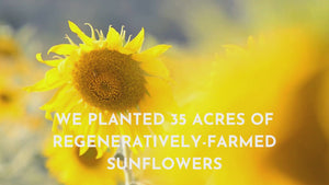
                  
                    Load and play video in Gallery viewer, we planted 35 acres of regeneratively-farmed sunflowers
                  
                